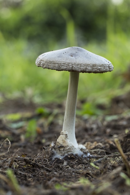 Volvopluteus gloiocephala, stubble rosegill fungus,  Malta