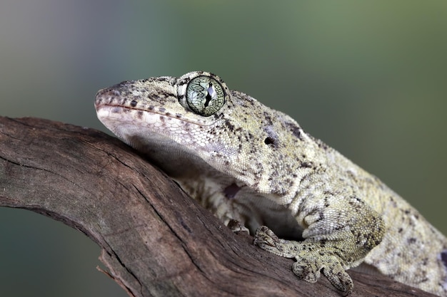 VoraxGeckoまたは巨大なHalmaherangeckoのクローズアップ頭の動物のクローズアップHalmaheranの巨大なgeckoのクローズアップ