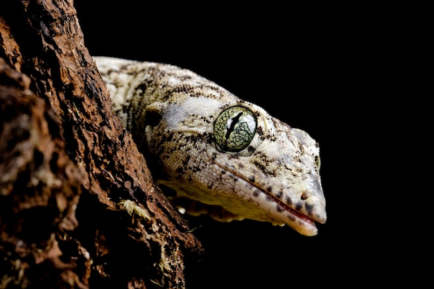 Vorax Gecko 또는 거대한 Halmaheran Gecko 근접 촬영