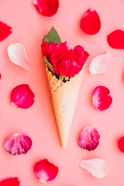 Wafer cup with vinous bloom between petals