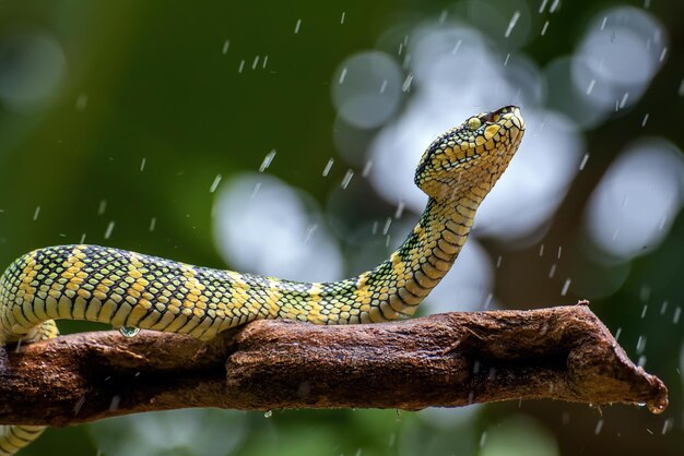 나뭇가지에 와글레리 바이퍼 뱀 근접 촬영 머리 아름다운 색 와글레리 뱀