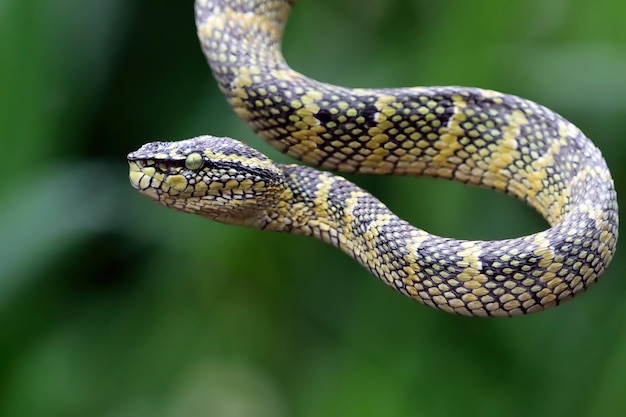 Wagleri viper snake closeup head on branch