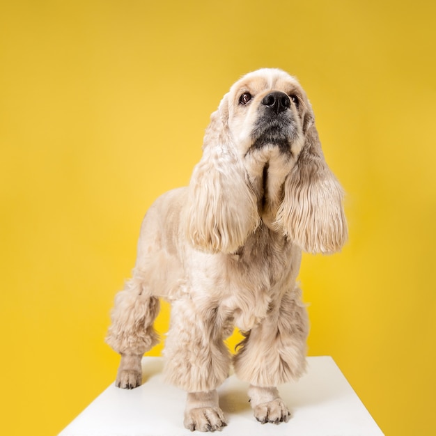 人間よ、私を待ってください。アメリカのスパニエルの子犬。かわいい手入れの行き届いたふわふわの犬やペットは、黄色の背景に孤立して座っています。スタジオ写真撮影。テキストまたは画像を挿入するための負のスペース。