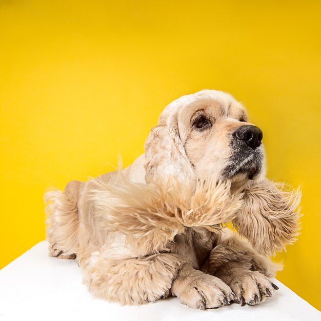 애무를 기다리고 있습니다. 아메리칸 스패니얼 강아지. 귀여운 손질 솜털 강아지 또는 애완 동물은 노란색 배경에 고립 거짓말입니다. 스튜디오 사진. 텍스트 또는 이미지를 삽입 할 여백입니다.