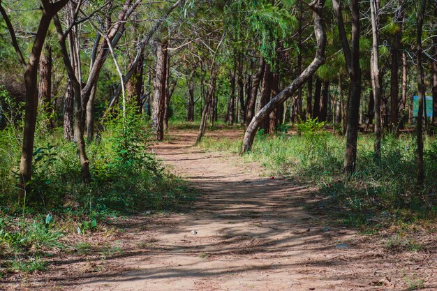 walking leaf estate trekking coppice country