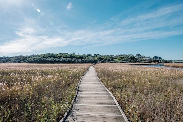 Free photo walkway in field