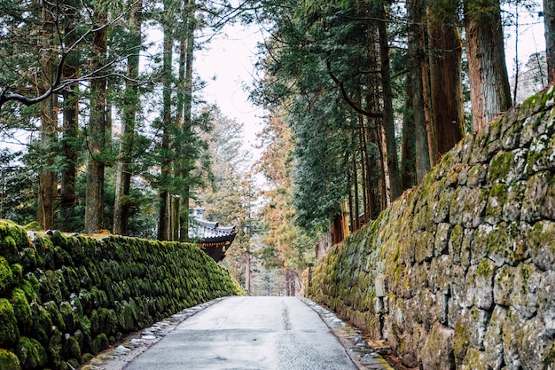 Free photo walkway to japan temple