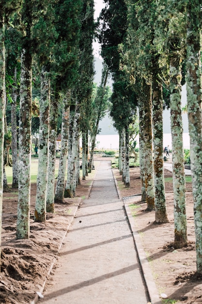 Free photo walkway in park