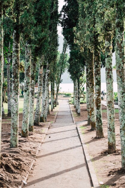 walkway in park