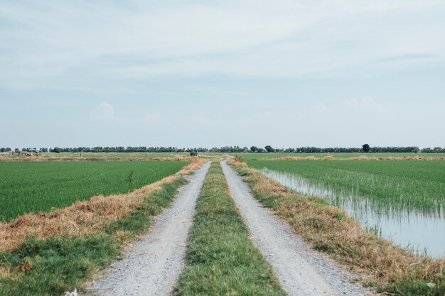 walkway to rice field in Thailand