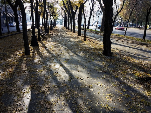 Walkway through many trees around the park during daytime