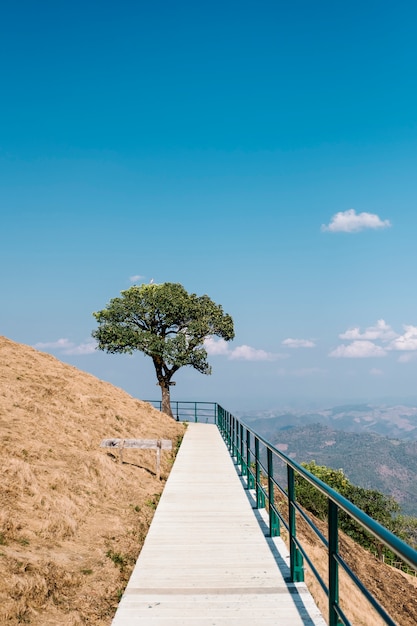 A Serene Pathway Leading to a Majestic Tree and Clear Blue Sky