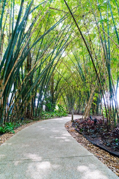 walkway with bamboo
