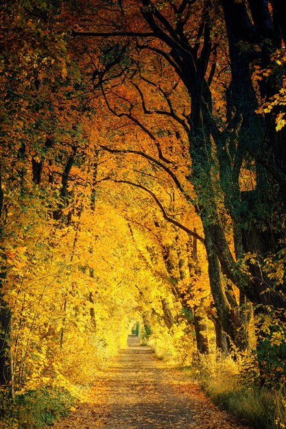 노란 나무 사이의 산책로