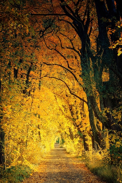 Walkway between yellow tree