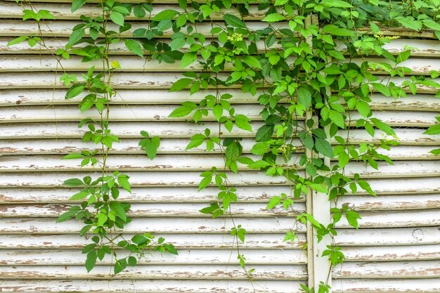 Wall creeper