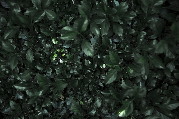 Стена прекрасных темных растений