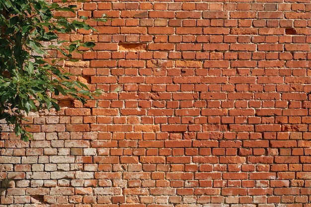 Wall of an old house, red brickwork, a tree branch with leaves on the background of the wall. The idea of finishing a loft, backdrop in a studio or cafe, natural background