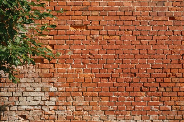 Wall of an old house, red brickwork, a tree branch with leaves on the background of the wall. The idea of finishing a loft, backdrop in a studio or cafe, natural background