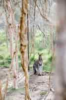 Free photo wallaby standing