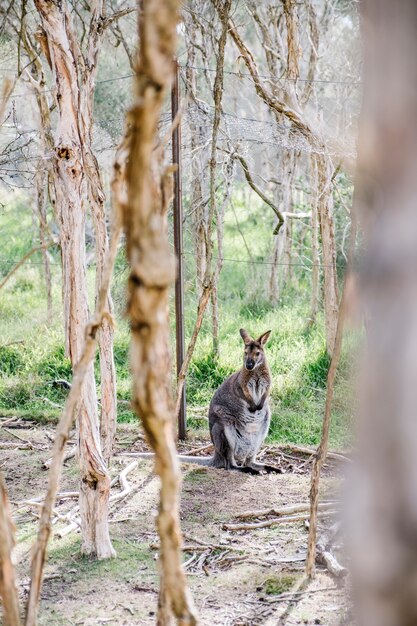 wallaby standing