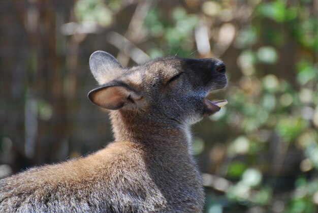 Wallaby with his mouth open and his bottom teeth showing.