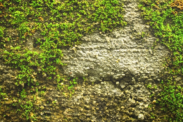 wallpaper close-up outdoors rough texture