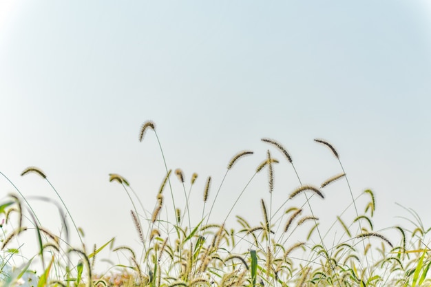 wallpaper life floral horizontal agriculture