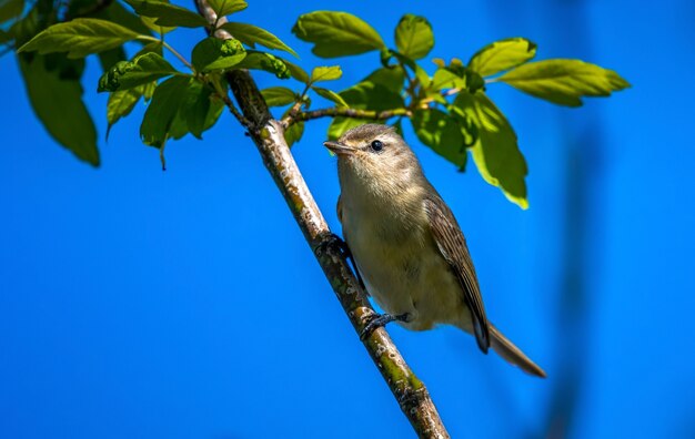 Warbling Vireo (Vireo gilvus)