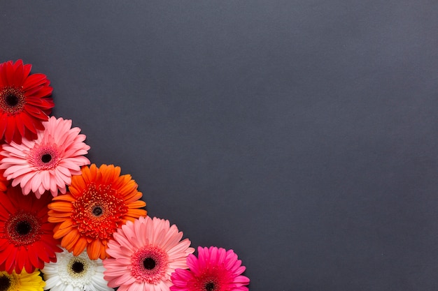 무료 사진 검은 배경에 거베라 꽃의 따뜻한 색상