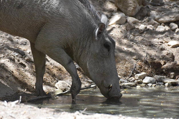 A warthog drinking out of a muddy watering hole.