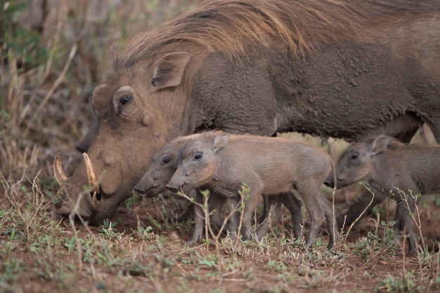 무료 사진 새끼 돼지와 함께 먹이를 찾는 멧돼지