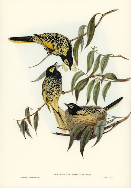 warty-faced honey-eater (zanthomyza phrygia) illustrated by elizabeth gould 