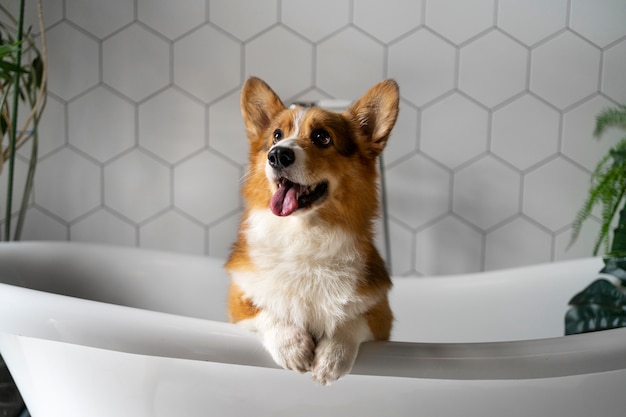 Бесплатное фото Мыть собаку дома