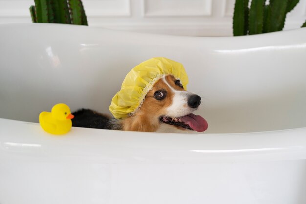 washing pet dog at home