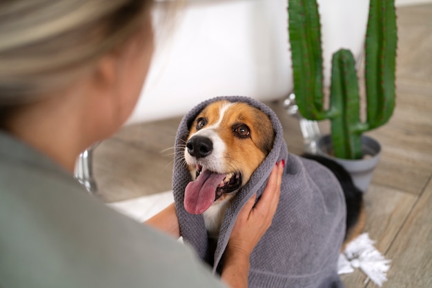 Washing pet dog at home