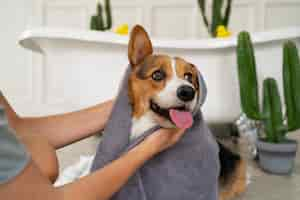 Free photo washing pet dog at home