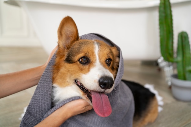 Foto gratuita lavare il cane a casa