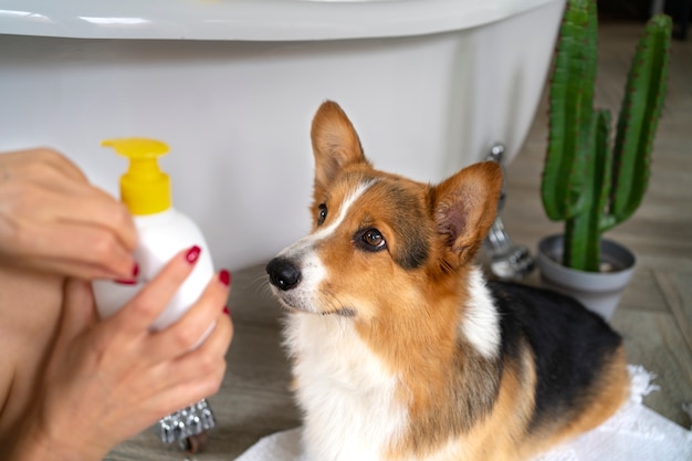 Free photo washing pet dog at home