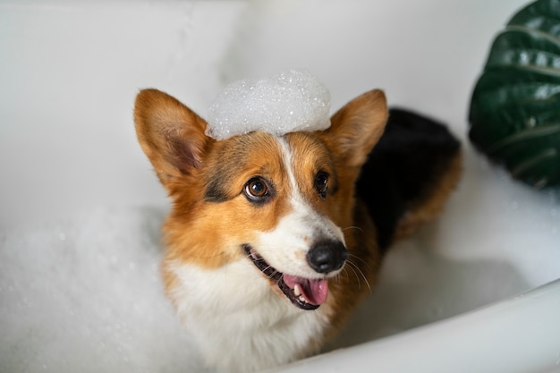 Free photo washing pet dog at home