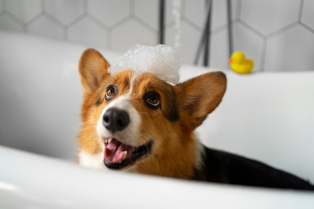 自宅で愛犬を洗う