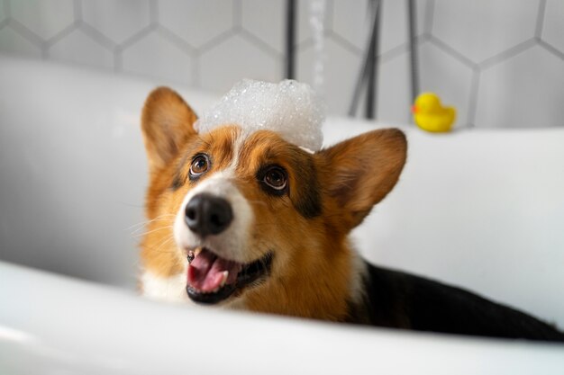 washing pet dog at home