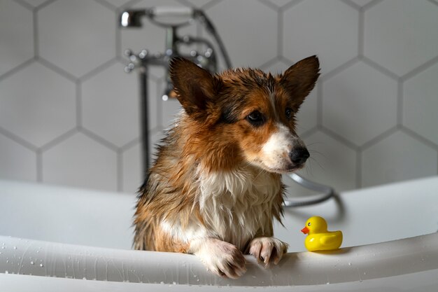 自宅で愛犬を洗う