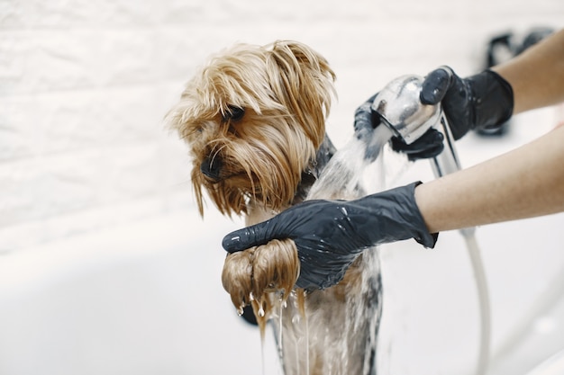洗濯工程。浴室の小さな犬。専門家によって洗われた犬。