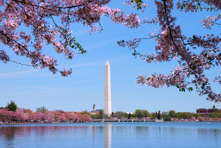 無料Photo ワシントン記念塔と桜ワシントンdc