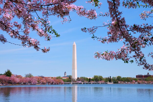 ワシントン記念塔と桜ワシントンDC