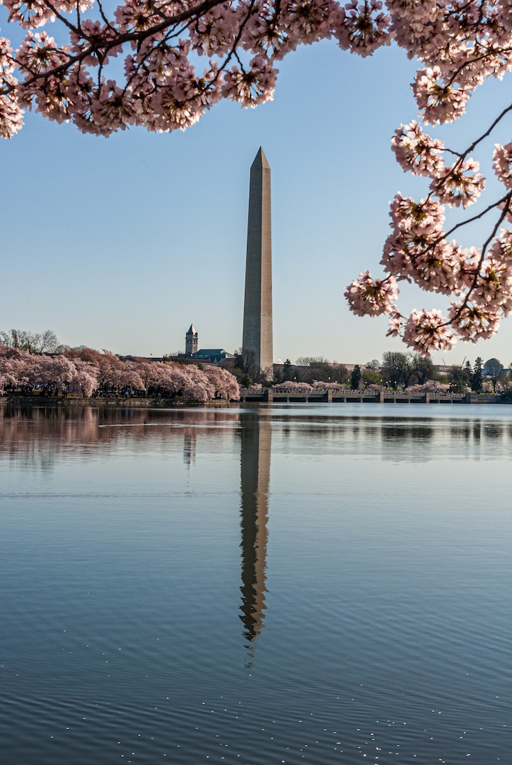 Free Photo washington monument reflected in the tidal basin framed by cherry blossoms