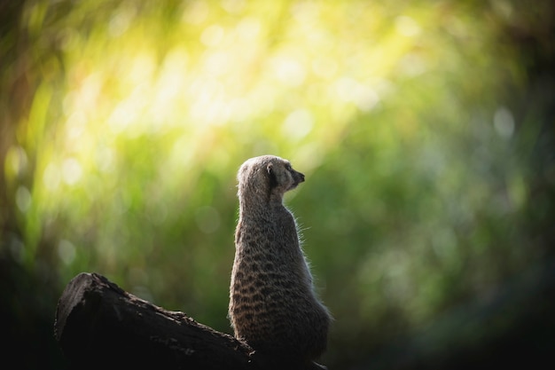 Free photo watchful meerkat in the woods