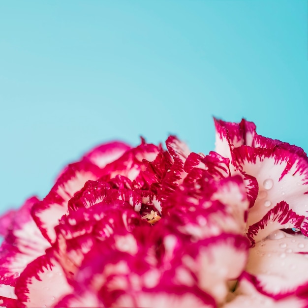 Foto gratuita acqua sui petali del garofano