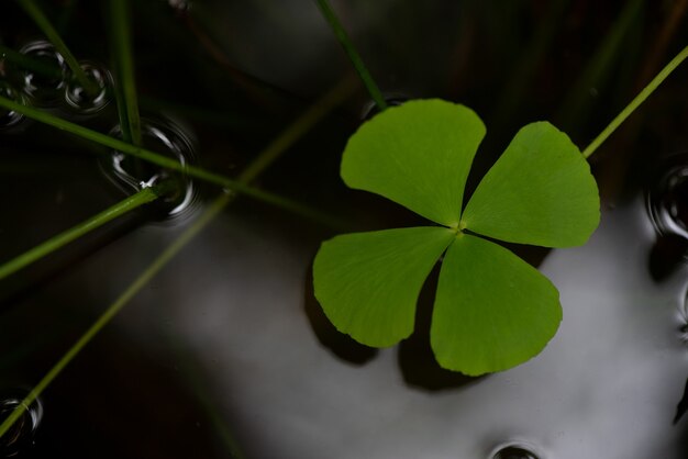 Marsilea crenata